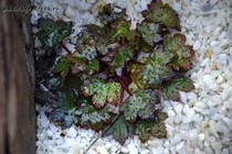 Камнеломка Форчуна Autumn Tribute(Saxifraga fortunei Autumn Tribute)